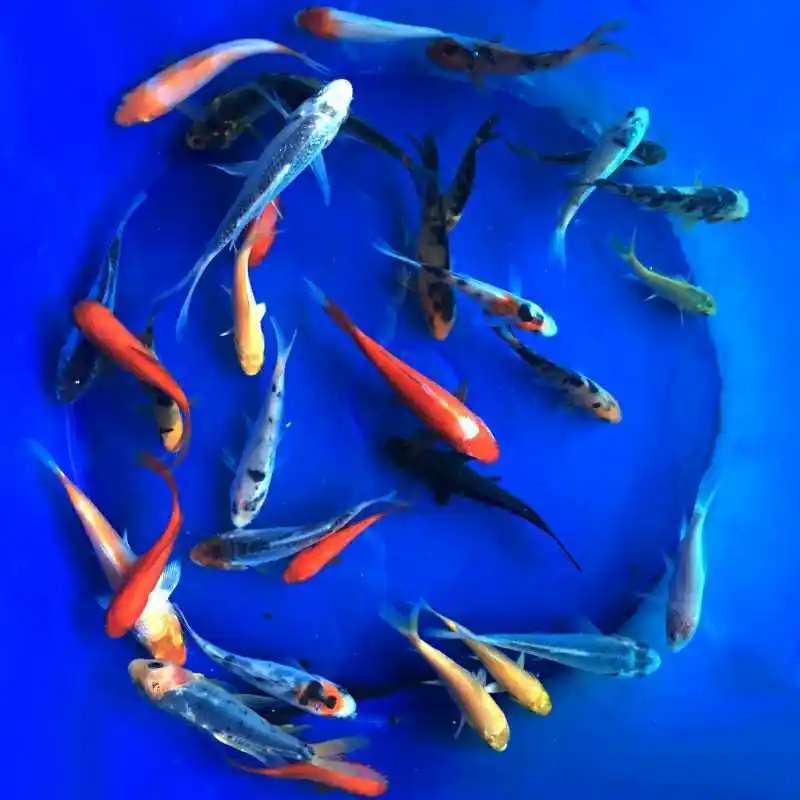 �ɶ���Ȼ��Դ�������� ���󻷾���Ⱦ����